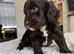Cockapoo puppies
