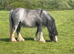 Horses, pony&rsquo;s, carts, harness and horse boxes wanted