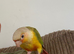 Silly tamed Conure babies, 11 weeks