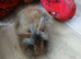 4 mini lion lops