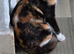 Calico girl