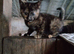 Pretty female kittens READY NOW