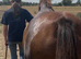 5yr old BS prospect mare