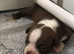 Boston terriers in Scotland