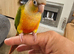 Handreared baby Conures