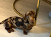 2 female dachshund