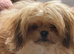 6 month old healthy playful Pomeranian Shihtzu boy