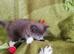 Bsh x ragdoll
