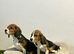 Tri-coloured female beagles