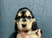 KC reg show type Cocker Spaniel Puppies from DNA tested parents