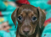 1 last male dachshund puppy ready sunday
