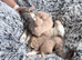 ️BRITISH SHORTHAIR KITTENS FOR SALE️