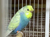 Budgies for sale