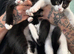 We have 7 LET TWO BOYS STILL AVAILABLE gorgeous Maine coon kittens for re homing