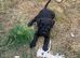 Patterdale x Lakeland terrier puppies