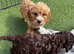 Cockapoo puppies