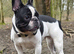 French bulldog puppies