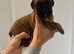 KC Boxer Puppies
