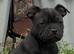 Staffy pups for sale. Excellent pedigree, KC registered
