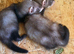 2 HOB KITS