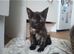 1 LOVELY FEMALE KITTEN.
