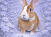 Mini Rex cross bunnies