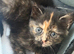 Kitten for sale
