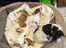Jack Russell puppies for sale