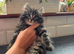 5 beautiful kittens for sale