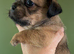 Jug Pup