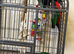 King parrots Glasgow