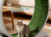 Cat wheel