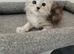 Tica registered maine coon kittens