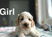 Cockapoo puppies ready to leave in a few weeks time