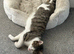 1 y/on male cat