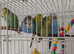 Beautiful baby budgies