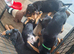 Beautiful pup's for sale