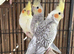BEAUTIFUL Cockatiels FOR SALE