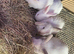 Baby fluffy rabbit