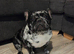 Beautiful Merle French Bulldog