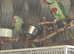 Alexandrine Parrots Gorgeous pair in Leeds, WY