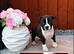 Only 2 left !!! Staffordshire Bull Terrier