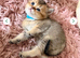 &pound;550 1 male left Golden Chinchilla Scottish  &ndash; Teddy Bear Faces in London