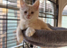 Last 2 GCCF Registered Maine Coon Kittens. Can deliver.
