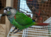 Hand Reared Conures
