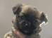 Chihuahua puppy