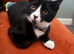 Tuxedo boy kitten