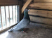 Coloured Racing pigeons for sale