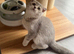 Scottish fold