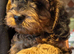 Stunning Cockapoo Puppies